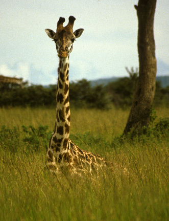 Giraffe_nodate