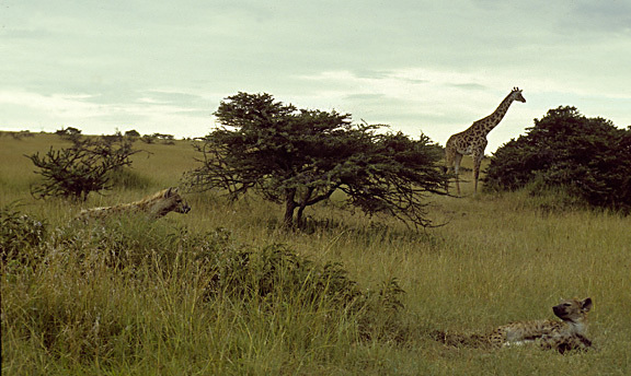 Giraffa camelopardalis