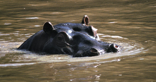 Hippopotamus1_9_91