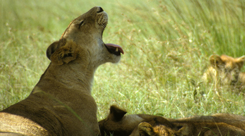 Lion1Yawning4_89