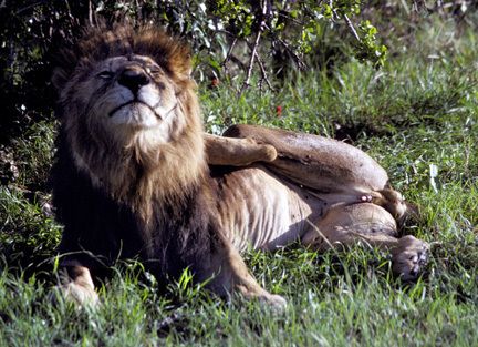 Panthera leo