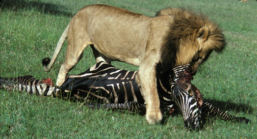 Lion2eatingZebra8_92