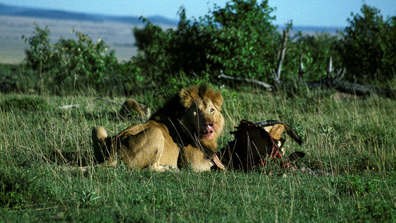 Panthera leo