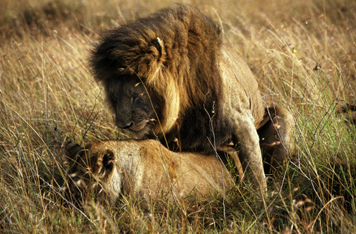 Lions1mating9_91