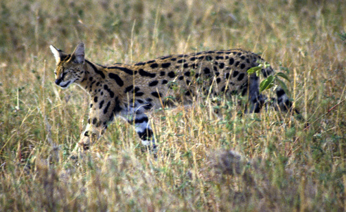 Leptailurus serval