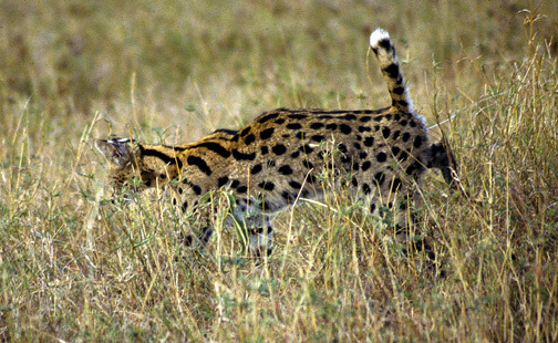 Serval4_nodate