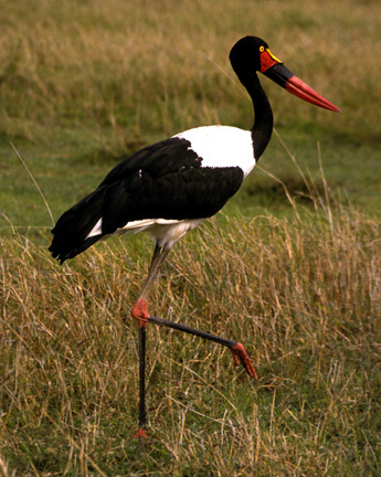 Stork_nodate