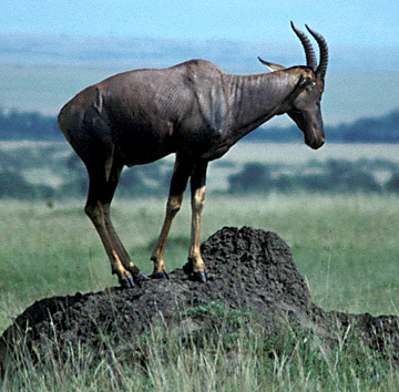 Artiodactyla