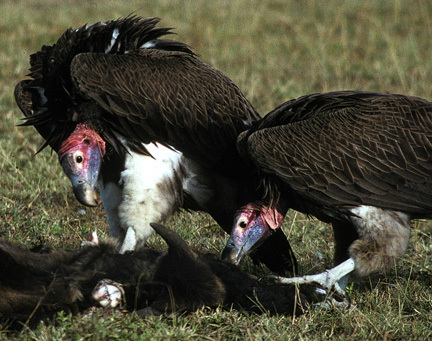 Vultures2on9_91