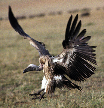 Falconiformes