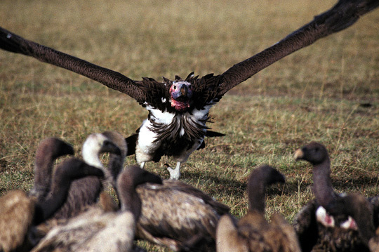 Vultures6on9_91