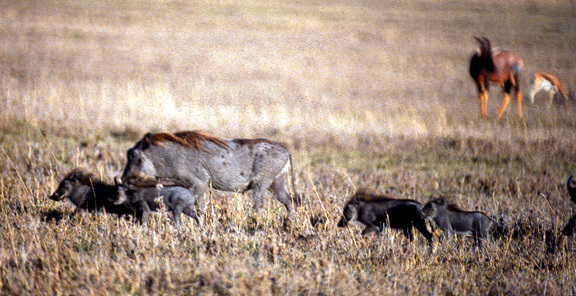 Eumetazoa