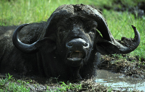 WaterBuffalo2on9_91