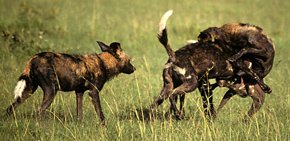 Wilddogs6_nodate