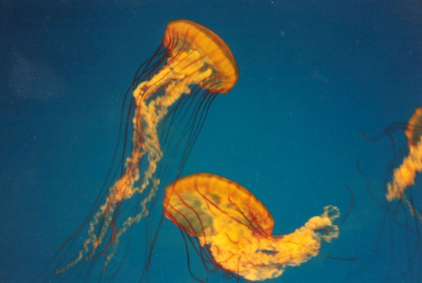 Cnidaria