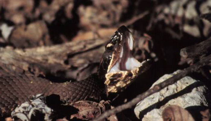 cottonmouth