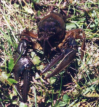 Malacostraca