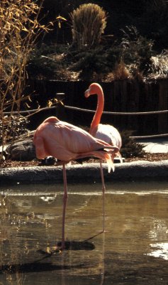 Phoenicopteridae