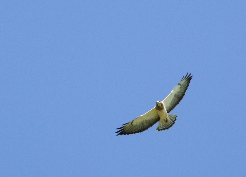 Buteo swainsoni