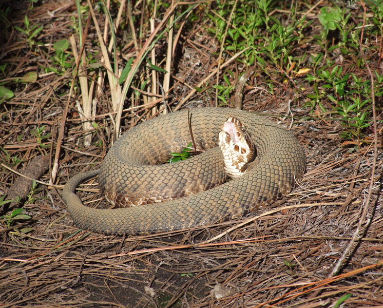 FavoriteCottonmouth