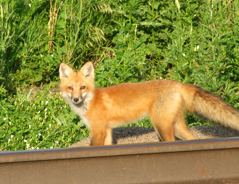 Vulpes vulpes