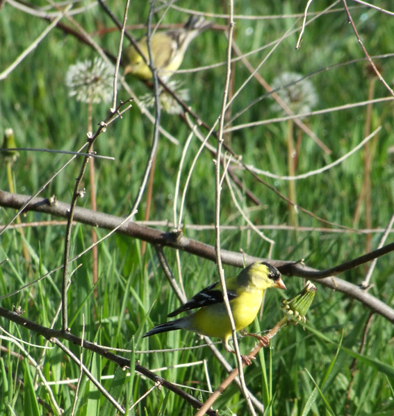 goldfinches