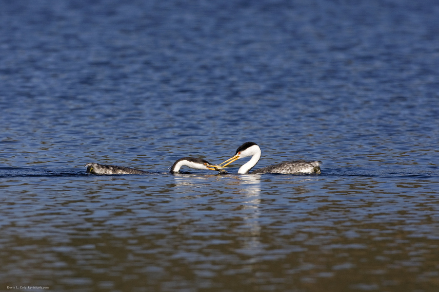 Podicipedidae