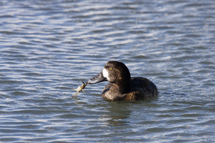 Anseriformes