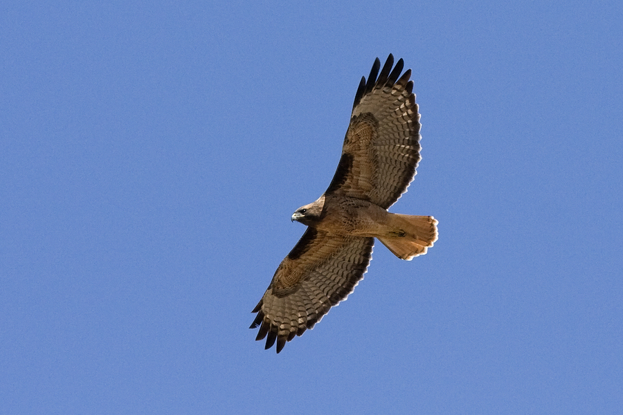 Buteo jamaicensis