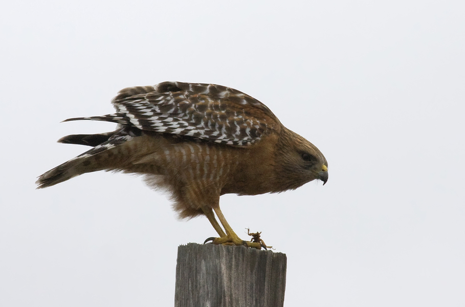 Buteo lineatus