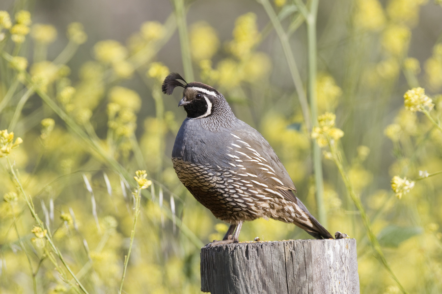 Galliformes