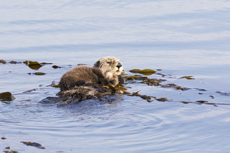 Mustelidae