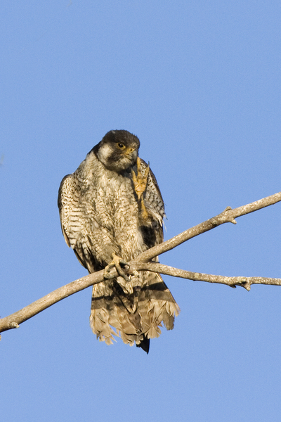 Falconidae