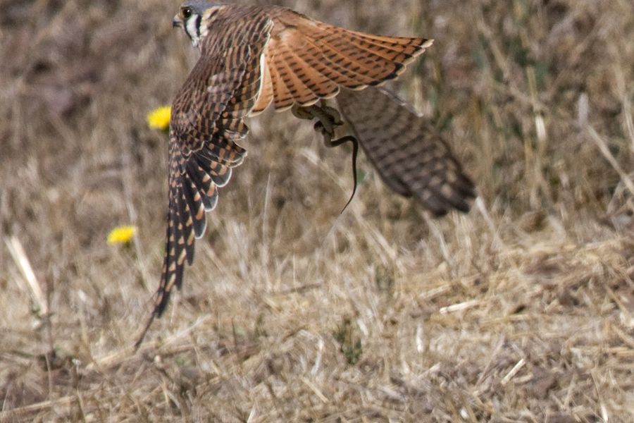 Falconinae