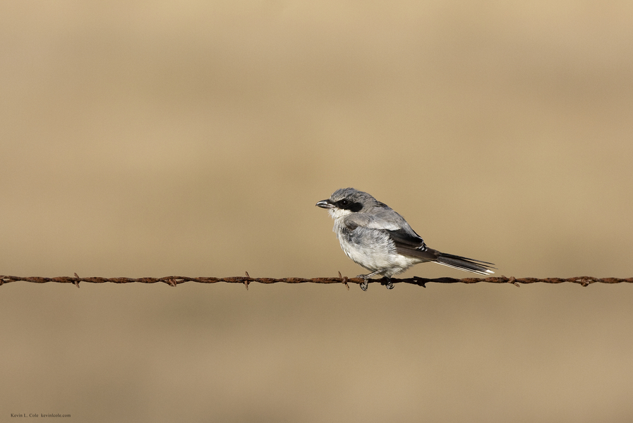 Passeriformes