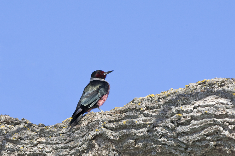 Piciformes