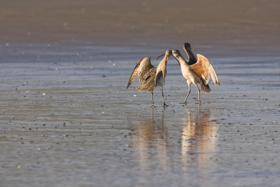 Charadriiformes