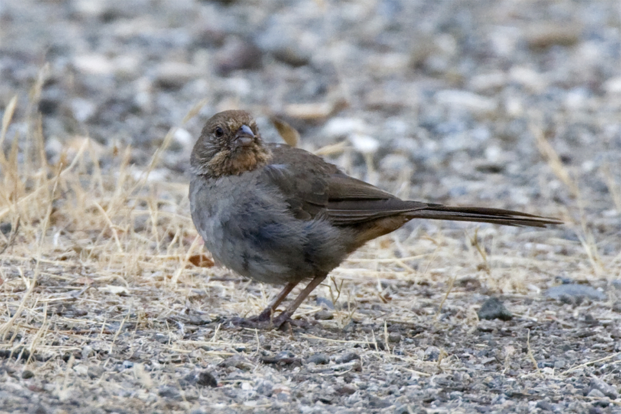 Passeriformes