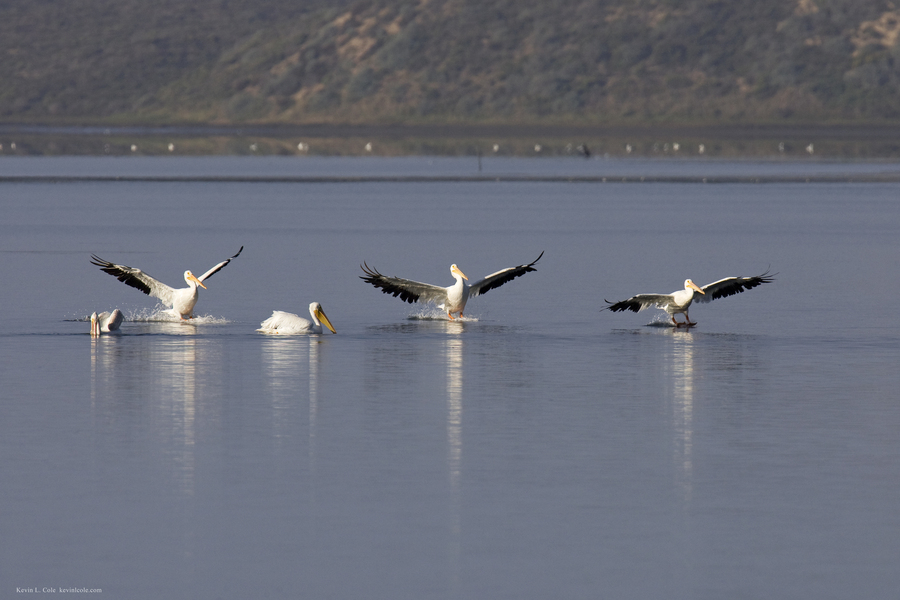 Pelecanus