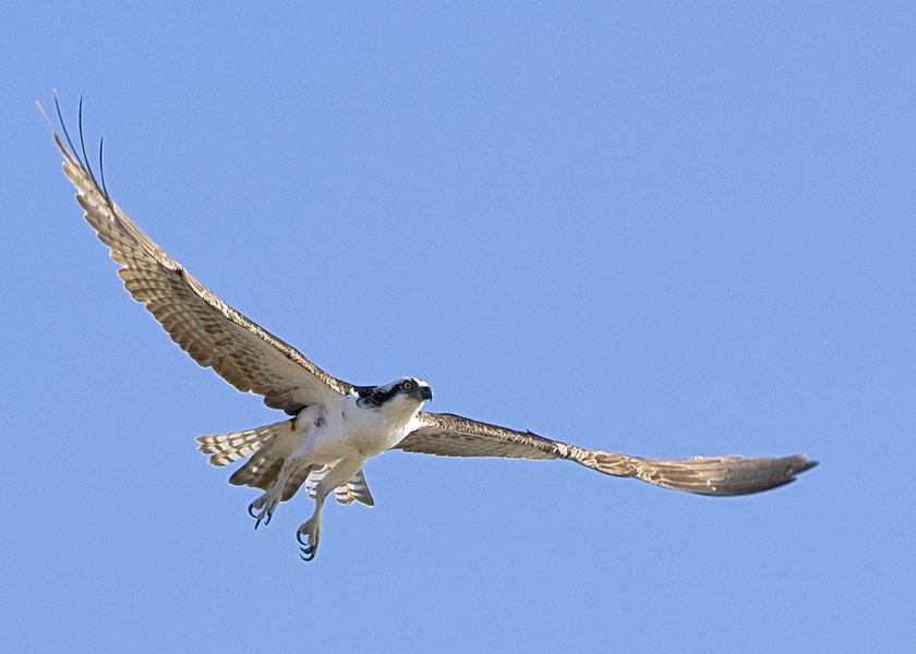 Pandion haliaetus