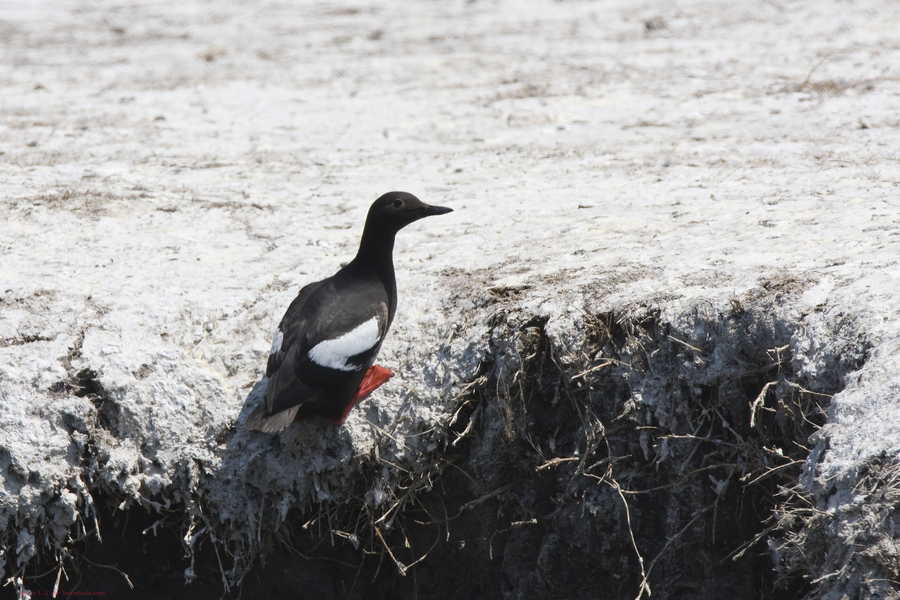 Cepphus columba