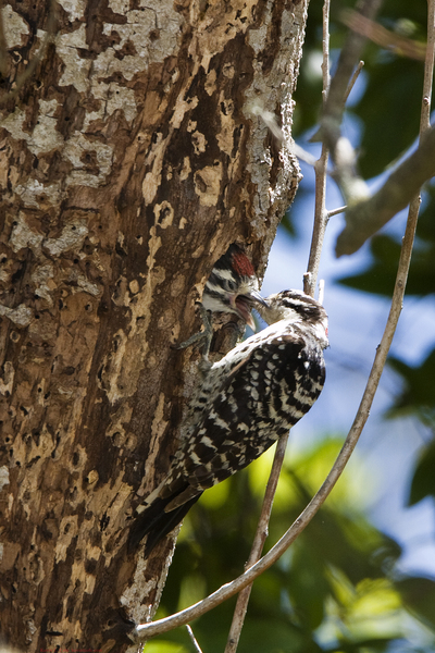 Piciformes