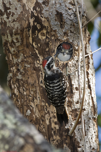 Piciformes