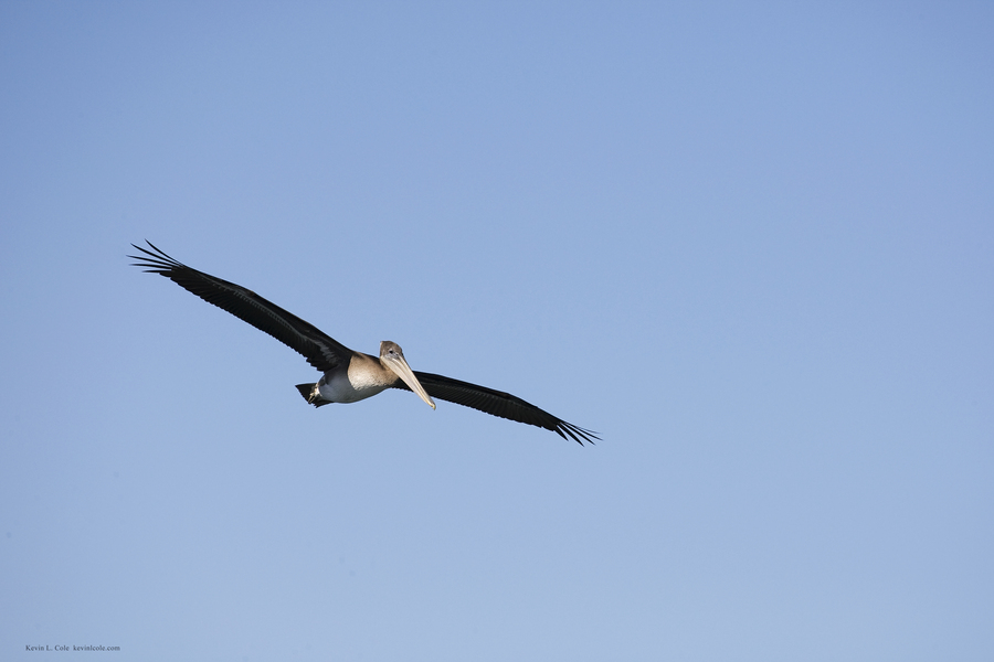 Pelecanus