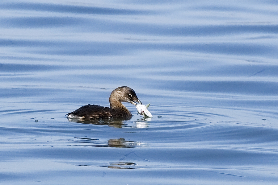 Podicipedidae