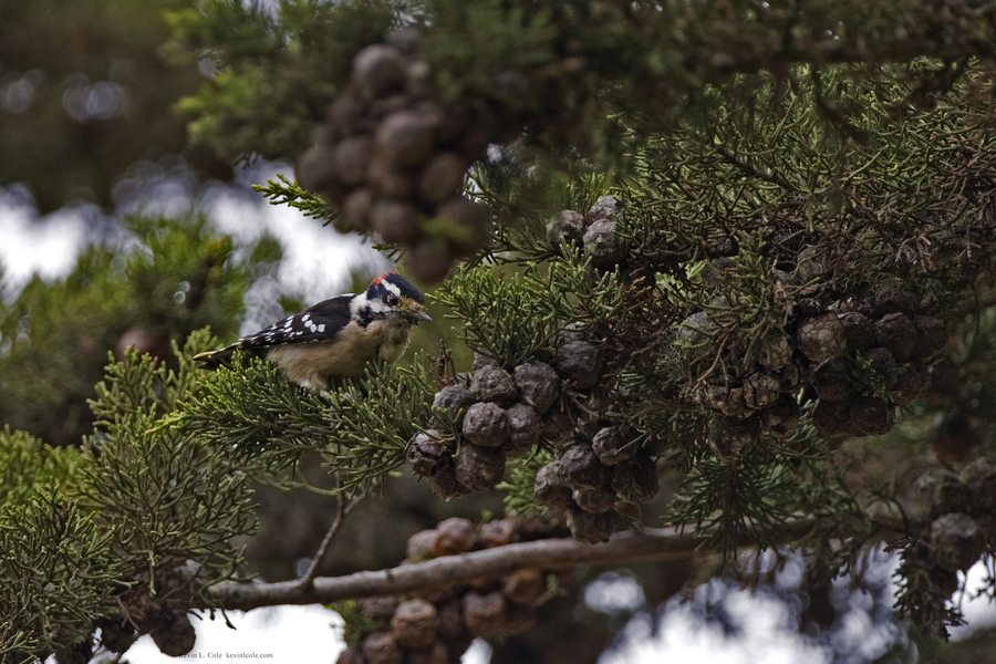 Picoides pubescens