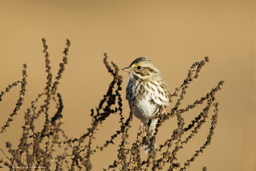 Passerculus