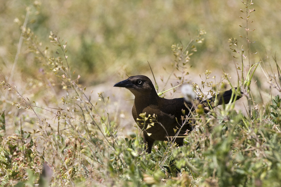 Icteridae