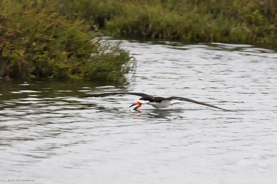 Charadriiformes