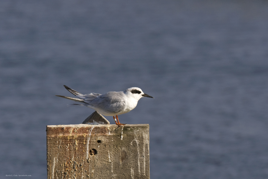 Charadriiformes